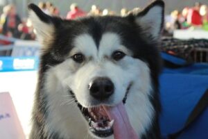 Araştırma: Köpekler insanların mutlu, üzgün ve öfkeli olduğunu anlayabiliyor