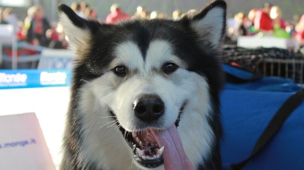 Araştırma: Köpekler insanların mutlu, üzgün ve öfkeli olduğunu anlayabiliyor