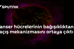 Kanser hücrelerinin bağışıklıktan kaçış mekanizmasını ortaya çıktı