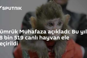 Gümrük Muhafaza açıkladı: Bu yıl 58 bin 519 canlı hayvan ele geçirildi