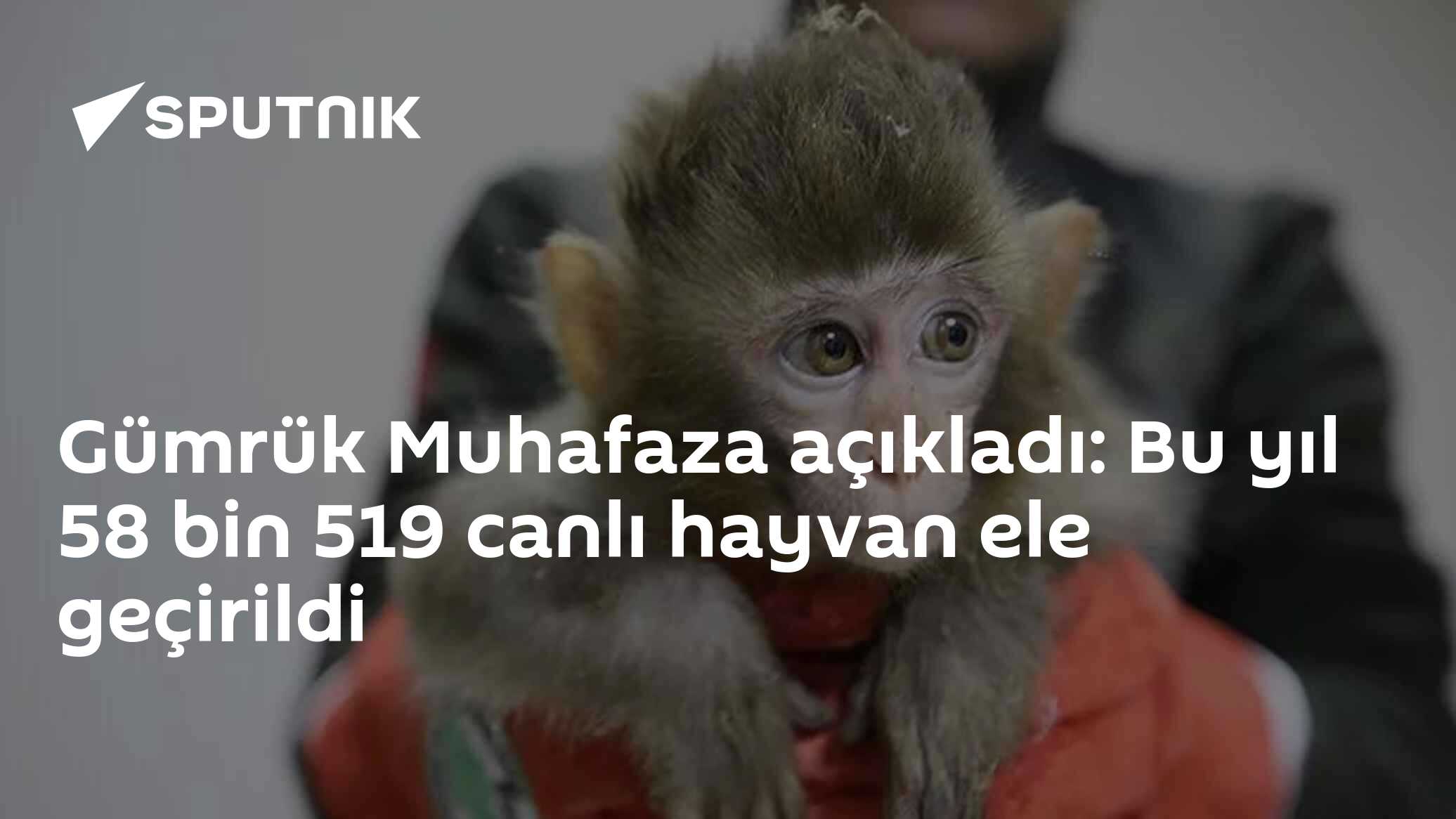 Gümrük Muhafaza açıkladı: Bu yıl 58 bin 519 canlı hayvan ele geçirildi
