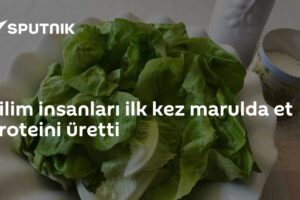 Bilim insanları ilk kez marulda et proteini üretti