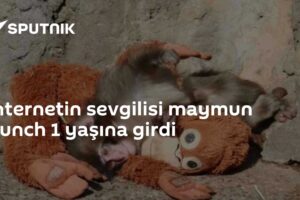 İnternetin sevgilisi maymun Punch 1 yaşına girdi