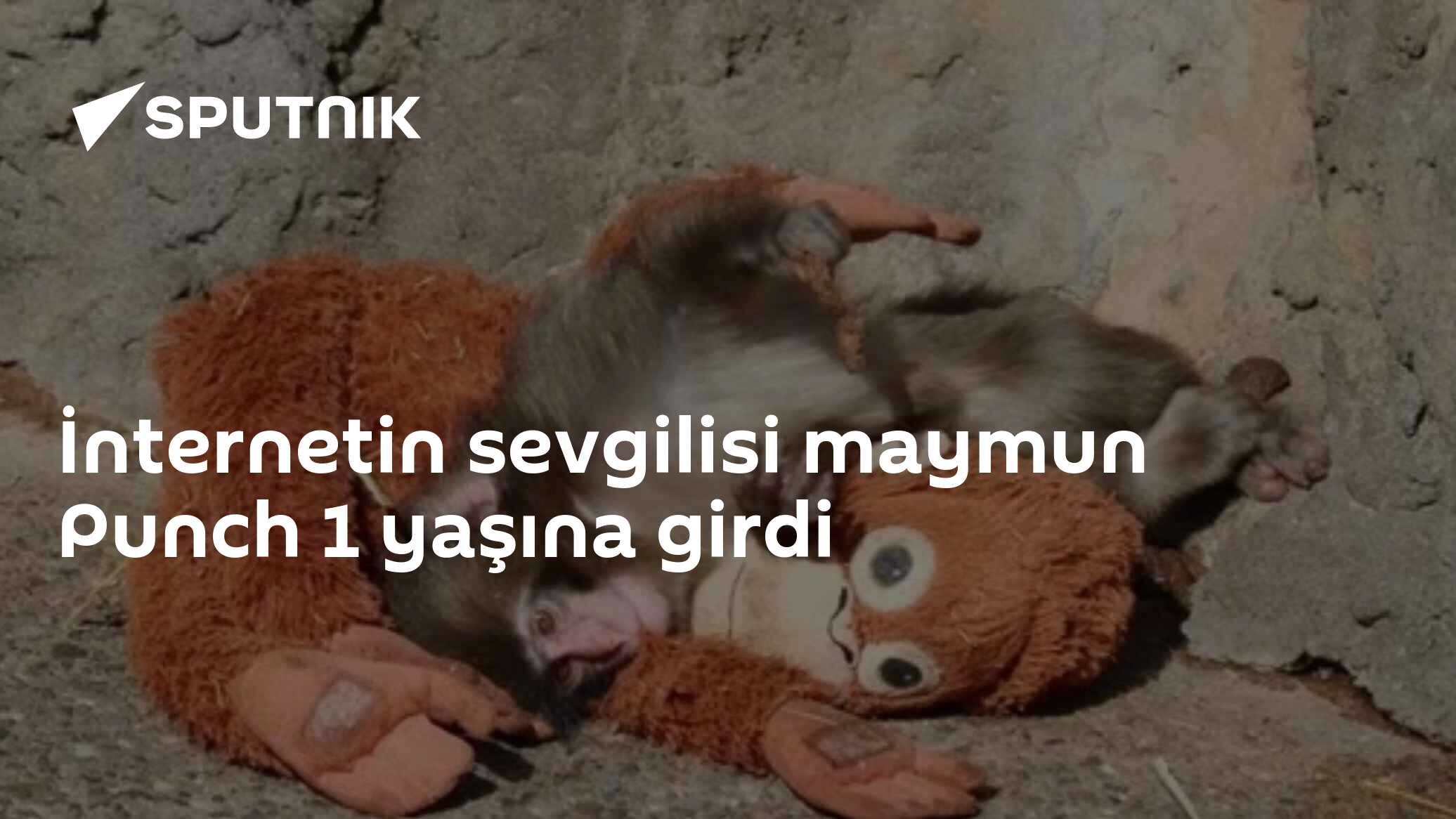 İnternetin sevgilisi maymun Punch 1 yaşına girdi