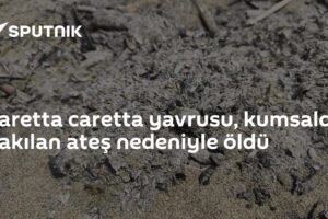 Caretta caretta yavrusu, kumsalda yakılan ateş nedeniyle öldü
