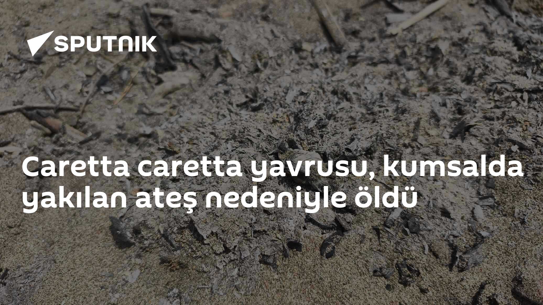 Caretta caretta yavrusu, kumsalda yakılan ateş nedeniyle öldü