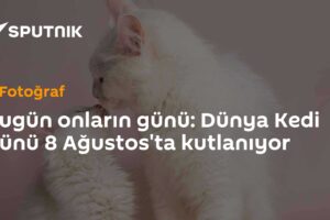 Bugün onların günü: Dünya Kedi Günü 8 Ağustos'ta kutlanıyor