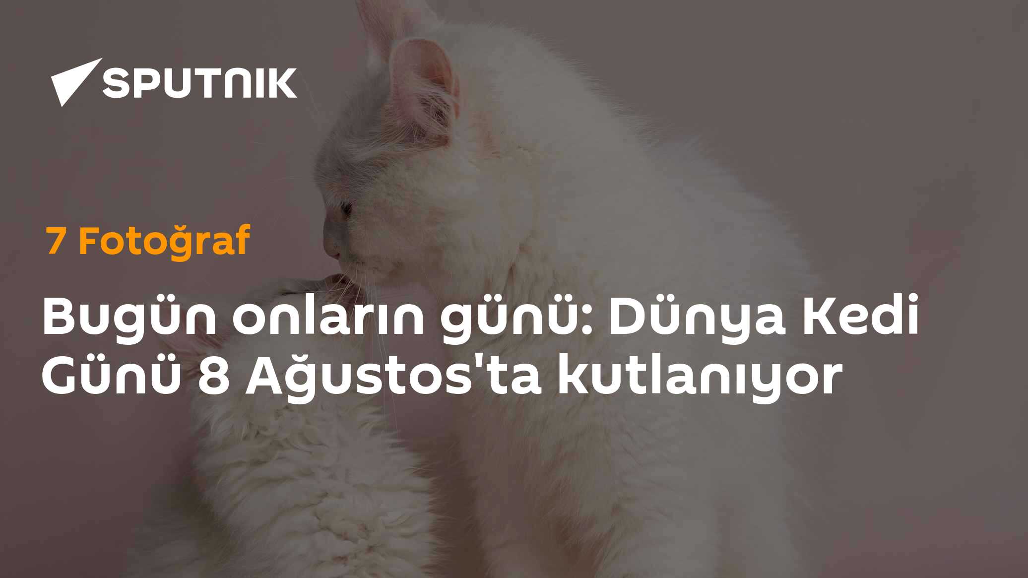 Bugün onların günü: Dünya Kedi Günü 8 Ağustos'ta kutlanıyor