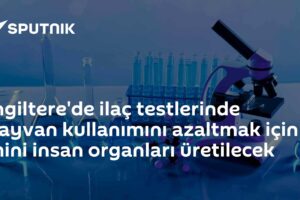 İngiltere'de ilaç testlerinde hayvan kullanımını azaltmak için mini insan organları üretilecek