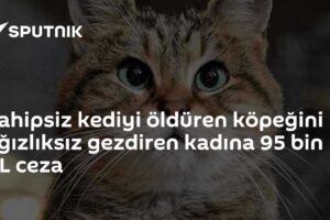 Sahipsiz kediyi öldüren köpeğini ağızlıksız gezdiren kadına 95 bin TL ceza