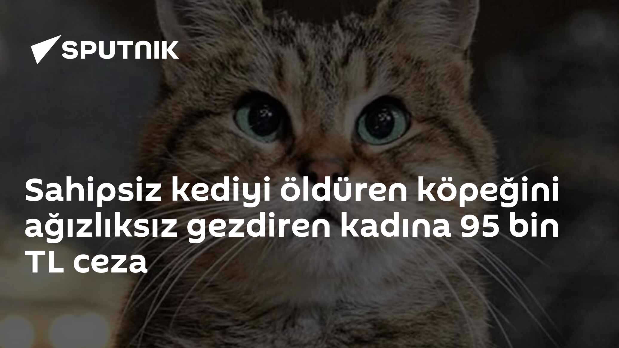 Sahipsiz kediyi öldüren köpeğini ağızlıksız gezdiren kadına 95 bin TL ceza