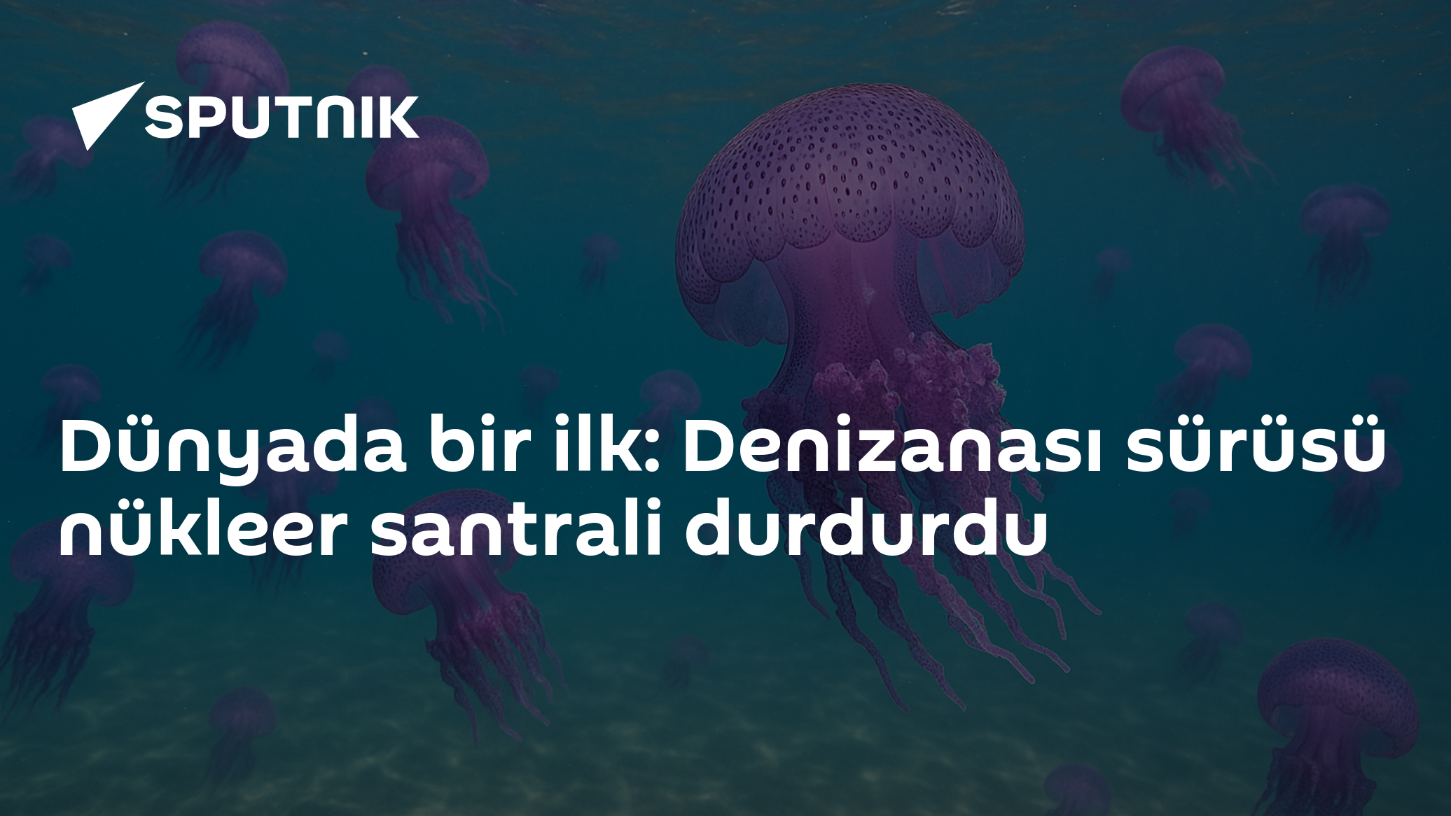 Dünyada bir ilk: Denizanası sürüsü nükleer santrali durdurdu