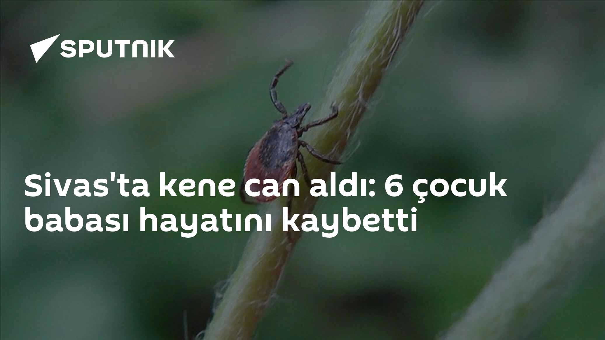 Sivas'ta kene can aldı: 6 çocuk babası hayatını kaybetti