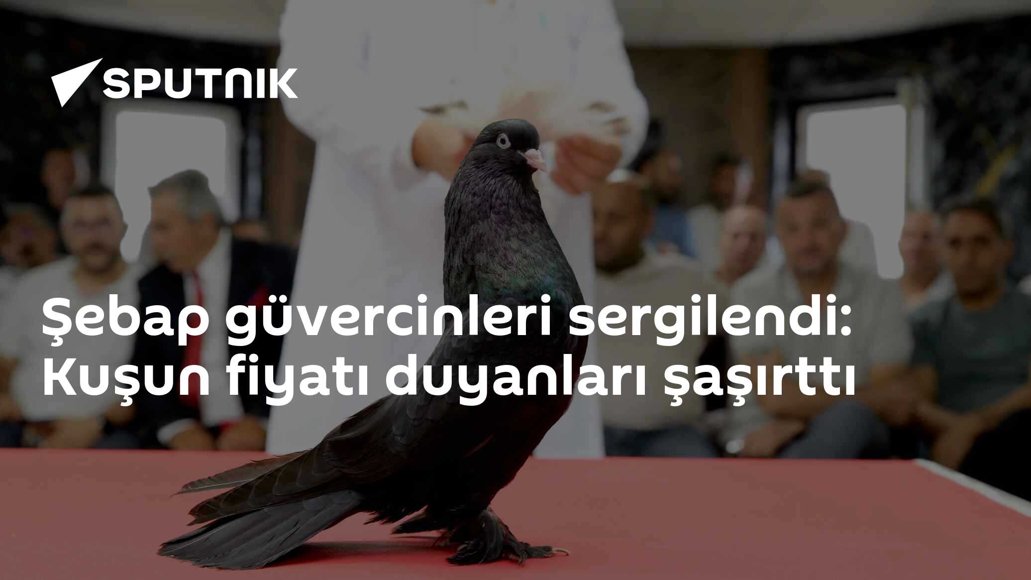 Şebap güvercinleri sergilendi: Kuşun fiyatı duyanları şaşırttı