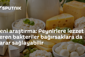 Yeni araştırma: Peynirlere lezzet veren bakteriler bağırsaklara da yarar sağlayabilir