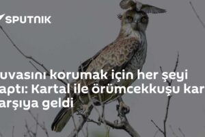Yuvasını korumak için her şeyi yaptı: Kartal ile örümcekkuşu karşı karşıya geldi