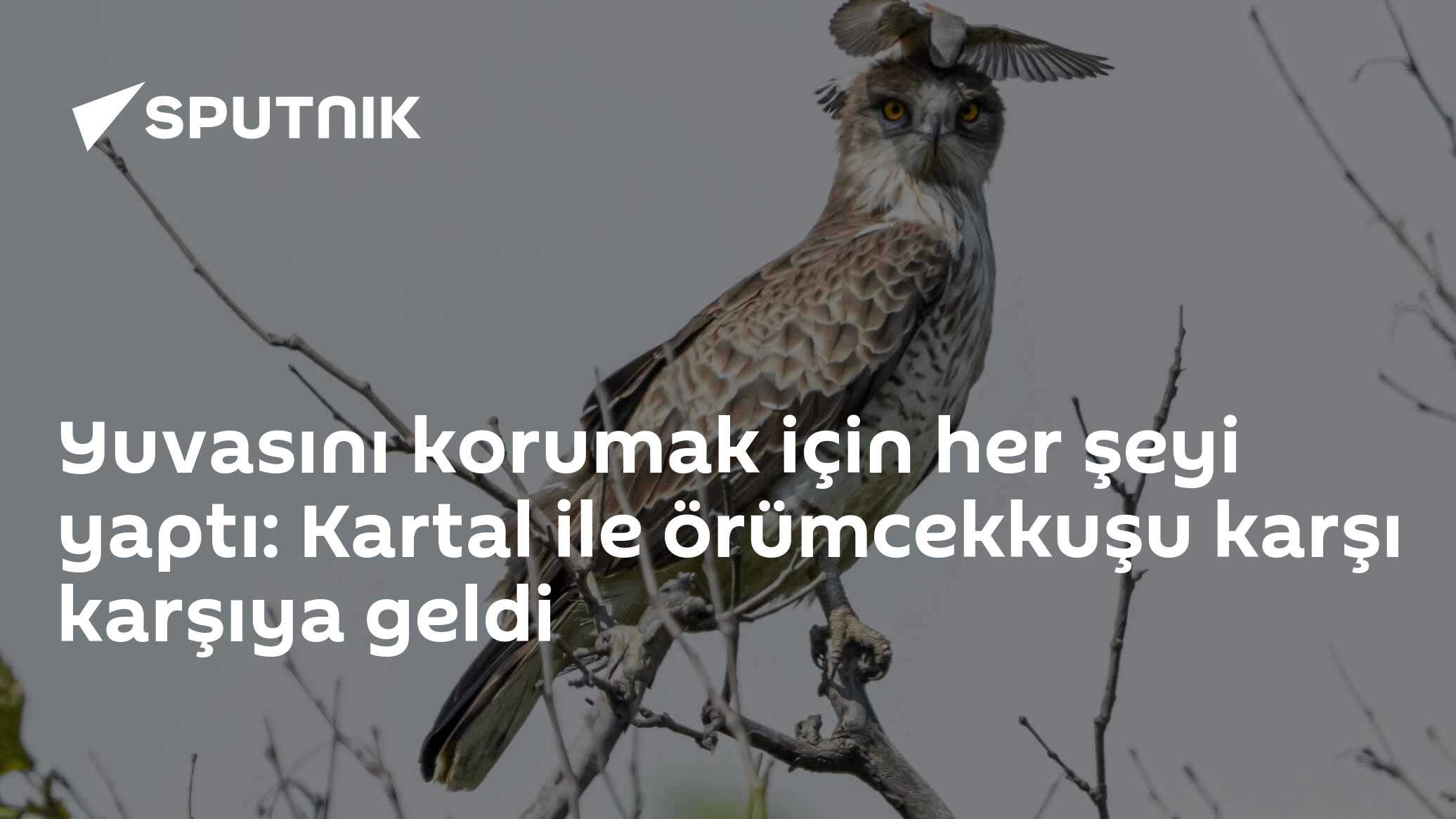 Yuvasını korumak için her şeyi yaptı: Kartal ile örümcekkuşu karşı karşıya geldi