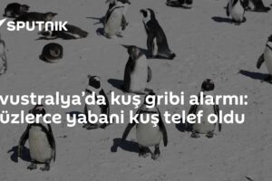 Avustralya’da kuş gribi alarmı: Yüzlerce yabani kuş telef oldu