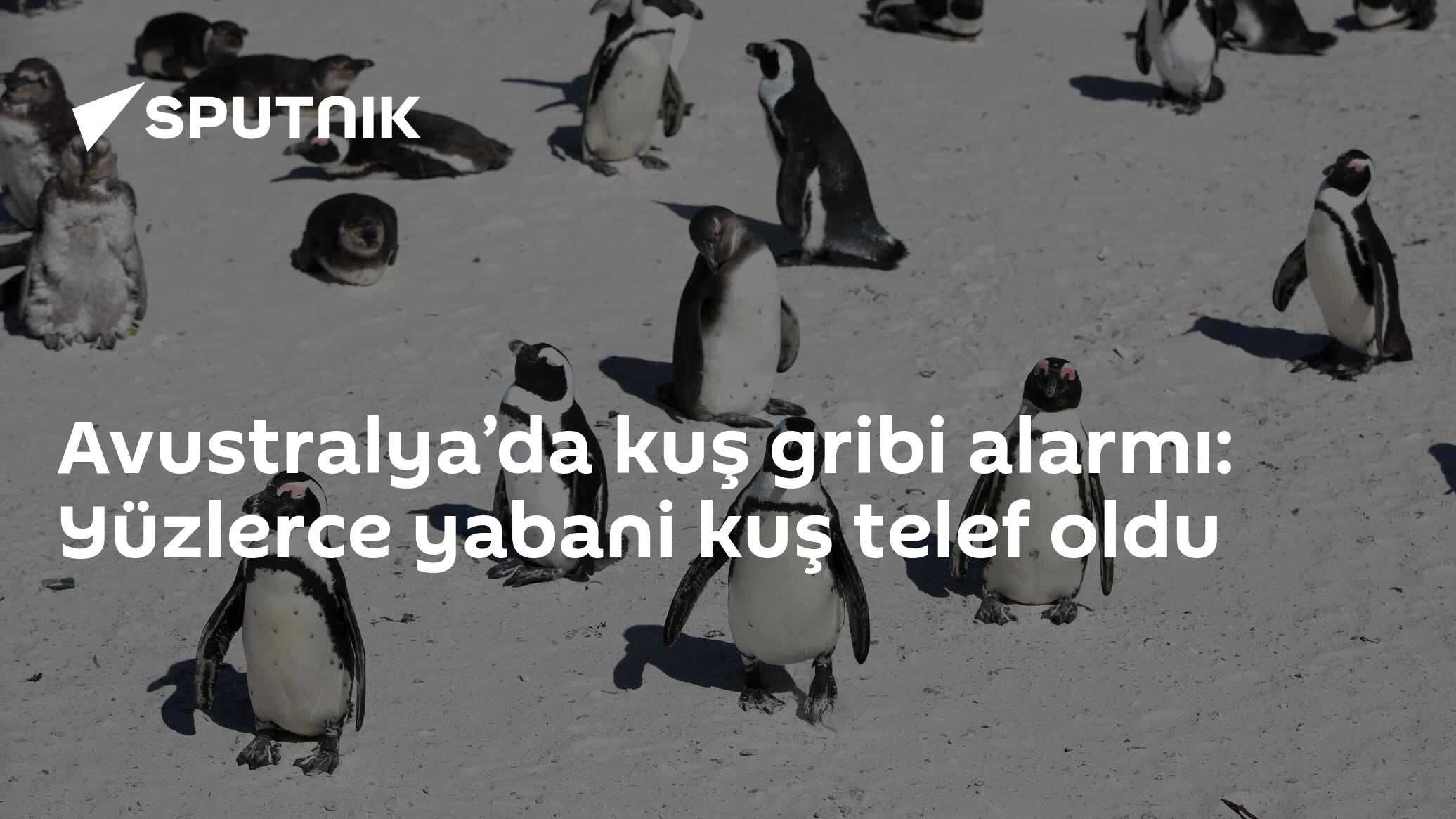 Avustralya’da kuş gribi alarmı: Yüzlerce yabani kuş telef oldu