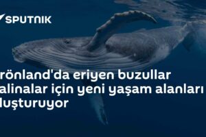 Grönland'da eriyen buzullar balinalar için yeni yaşam alanları oluşturuyor