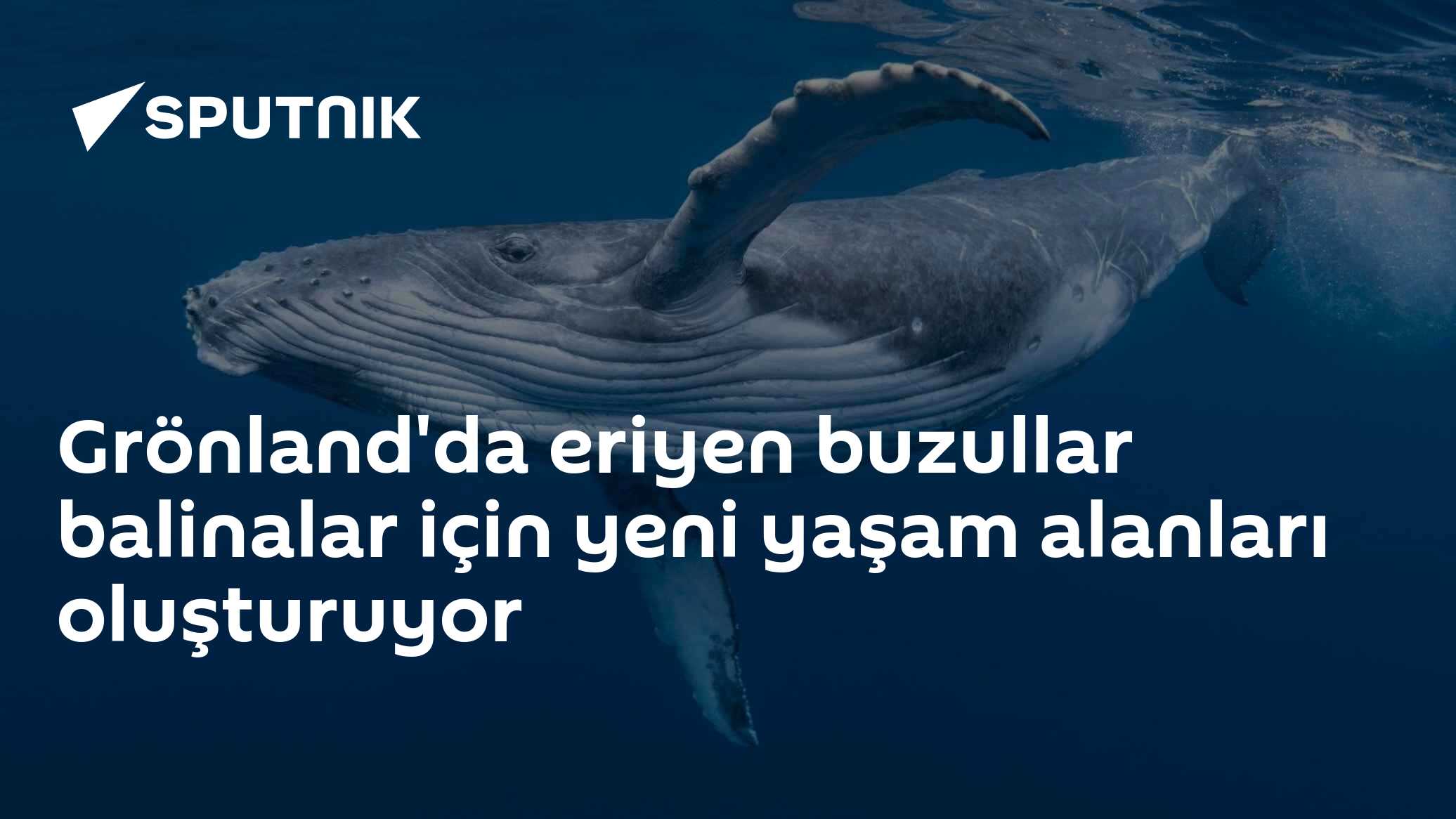 Grönland'da eriyen buzullar balinalar için yeni yaşam alanları oluşturuyor