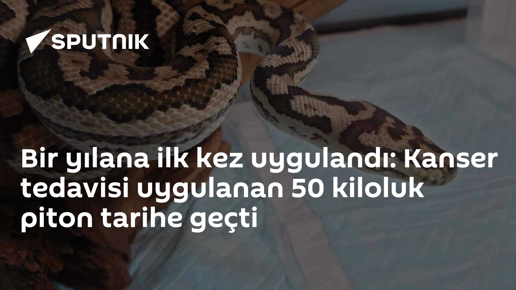 Bir yılana ilk kez uygulandı: Kanser tedavisi uygulanan 50 kiloluk piton tarihe geçti