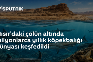 Mısır'daki çölün altında milyonlarca yıllık köpekbalığı dünyası keşfedildi