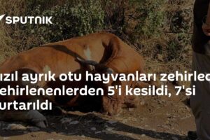 Kızıl ayrık otu hayvanları zehirledi: Zehirlenenlerden 5'i kesildi, 7'si kurtarıldı