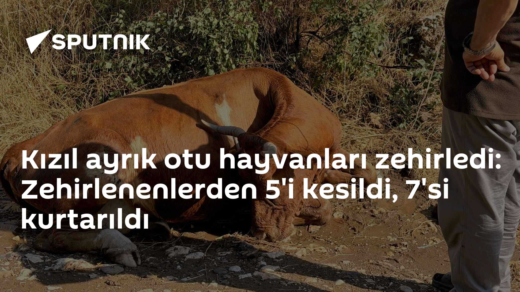 Kızıl ayrık otu hayvanları zehirledi: Zehirlenenlerden 5'i kesildi, 7'si kurtarıldı