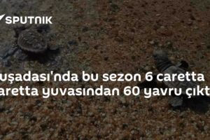 Kuşadası'nda bu sezon 6 caretta caretta yuvasından 60 yavru çıktı