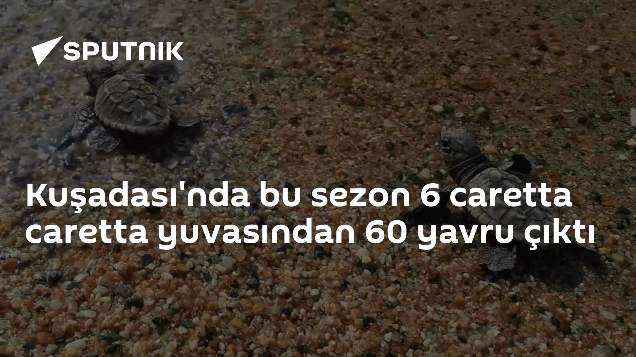 Kuşadası'nda bu sezon 6 caretta caretta yuvasından 60 yavru çıktı