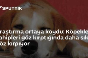 Araştırma ortaya koydu: Köpekler sahipleri göz kırptığında daha sık göz kırpıyor