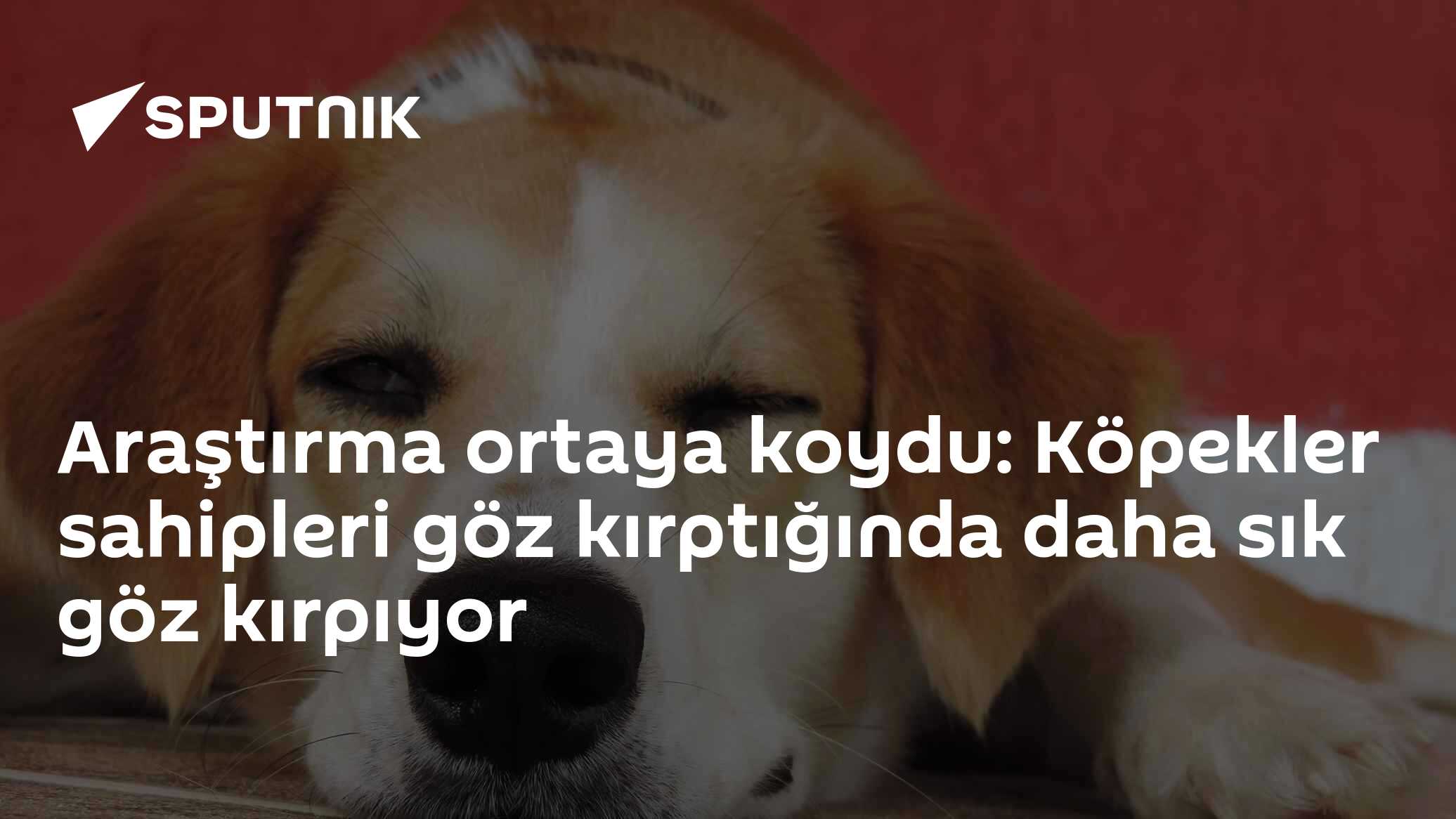 Araştırma ortaya koydu: Köpekler sahipleri göz kırptığında daha sık göz kırpıyor