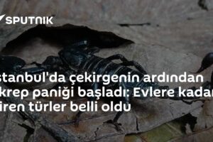 İstanbul'da çekirgenin ardından akrep paniği başladı: Evlere kadar giren türler belli oldu