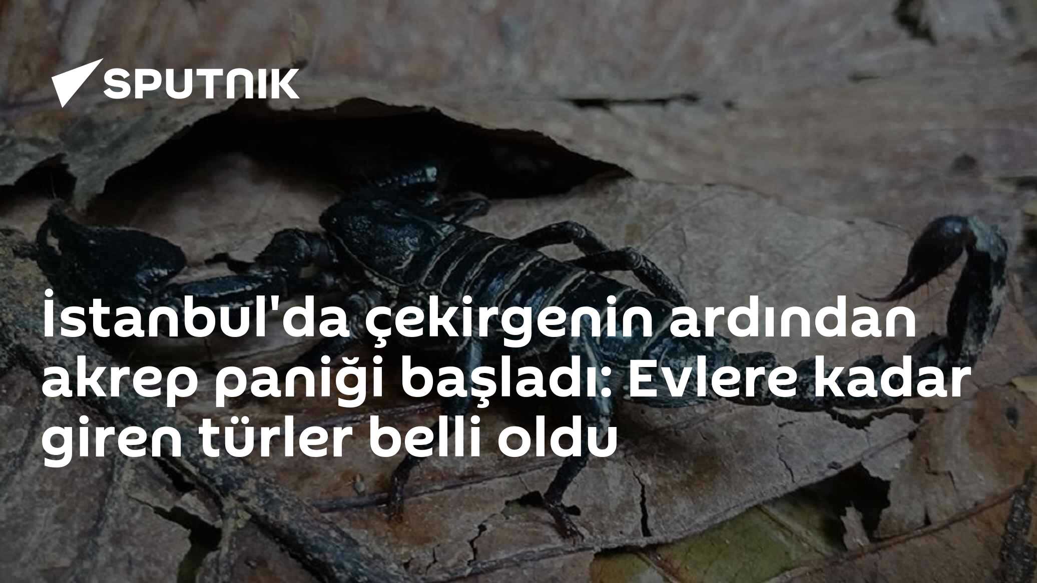 İstanbul'da çekirgenin ardından akrep paniği başladı: Evlere kadar giren türler belli oldu