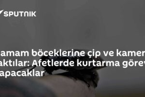 Hamam böceklerine çip ve kamera taktılar: Afetlerde kurtarma görevi yapacaklar