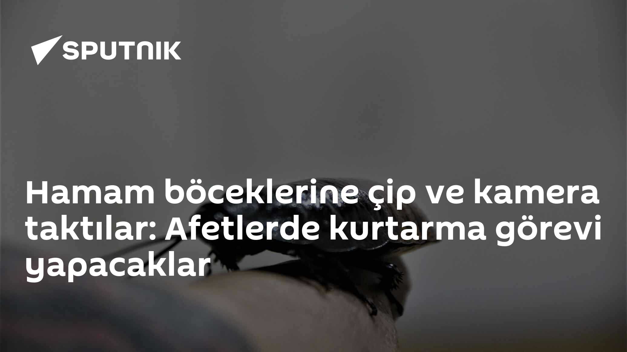 Hamam böceklerine çip ve kamera taktılar: Afetlerde kurtarma görevi yapacaklar