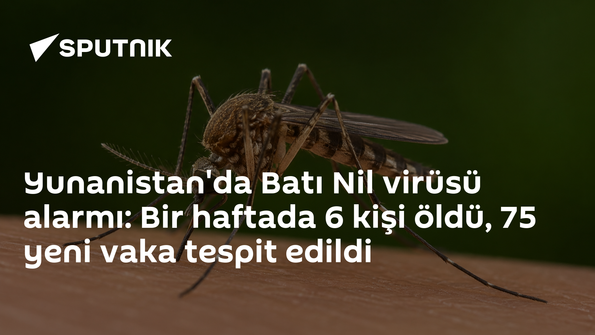 Yunanistan'da Batı Nil virüsü alarmı: Bir haftada 6 kişi öldü, 75 yeni vaka tespit edildi