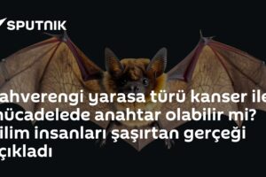 Kahverengi yarasa türü kanser ile mücadelede anahtar olabilir mi? Bilim insanları şaşırtan gerçeği açıkladı