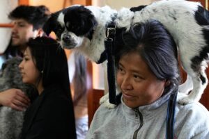 Bolivya'da köpekler kutsal suyla kutsandı