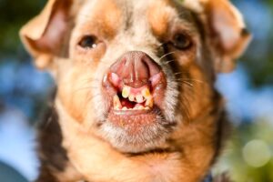 Dünyanın en çirkin köpeği yarışmasında 2026 kazananı belli oldu