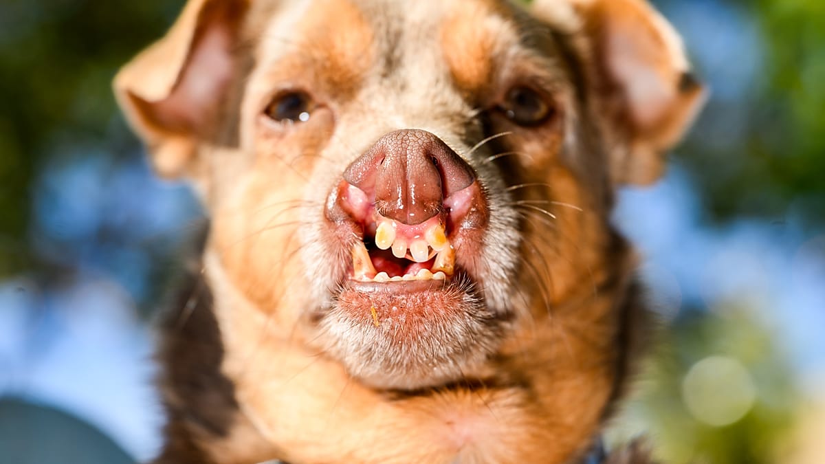 Dünyanın en çirkin köpeği yarışmasında 2026 kazananı belli oldu