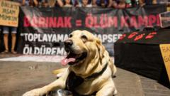 Sokak hayvanları düzenlemesinin ikinci yılı: Sahada neler yaşandı, taraflar ne diyor?