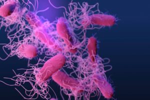 İngiltere'de salmonella salgını: 207 vaka tespit edildi, 1 kişi yaşamını yitirdi