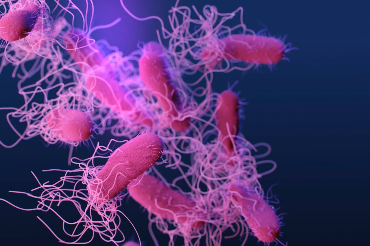 İngiltere'de salmonella salgını: 207 vaka tespit edildi, 1 kişi yaşamını yitirdi