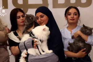 Süleymaniye’de podyum patili dostlarındı: 3. Kedi Güzellik Festivali yapıldı