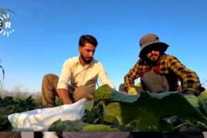 Erbil’de çiftçilerin salatalık çilesi: Maliyeti ile satış fiyatı aynı