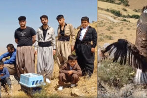 Avcılardan kurtarılan kartal doğaya salındı