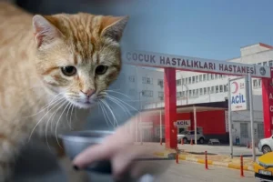 Diyarbakır'da kedinin ısırdığı 4 yaşındaki çocuk entübe edildi: Valilikten açıklama geldi