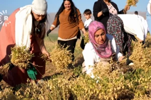 Geverli kadınlardan ata tohumu seferberliği: Yerli nohut hasadı başladı